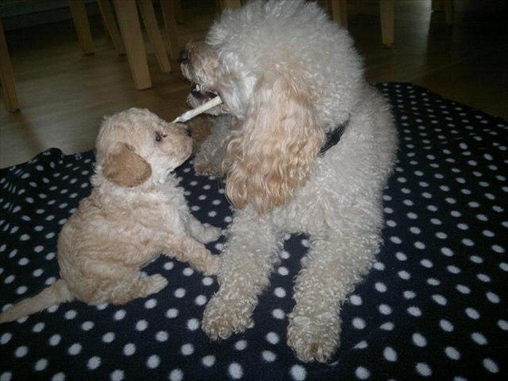 Dværgpuddel Bella - Bella med sin mor :-) billede 10