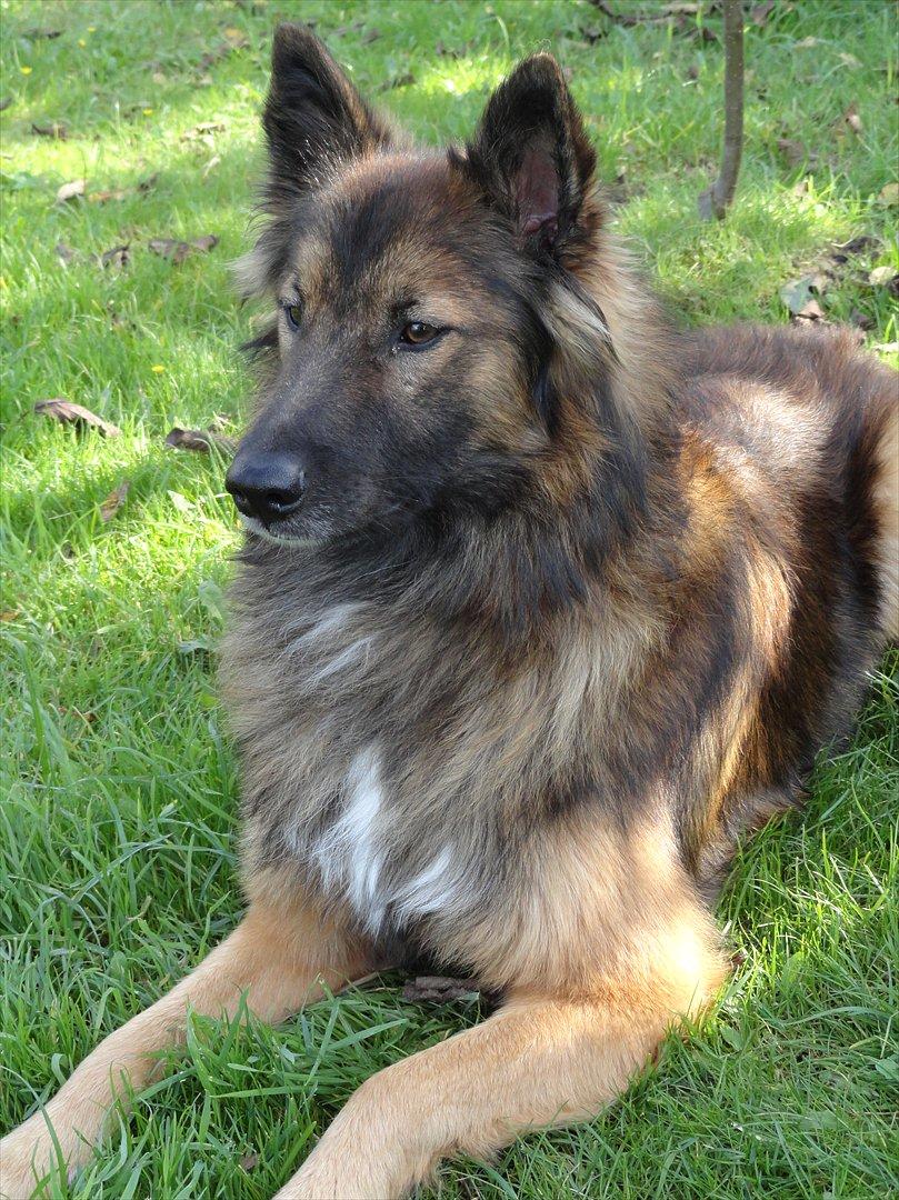 Blanding af racer Tjalfe billede 5