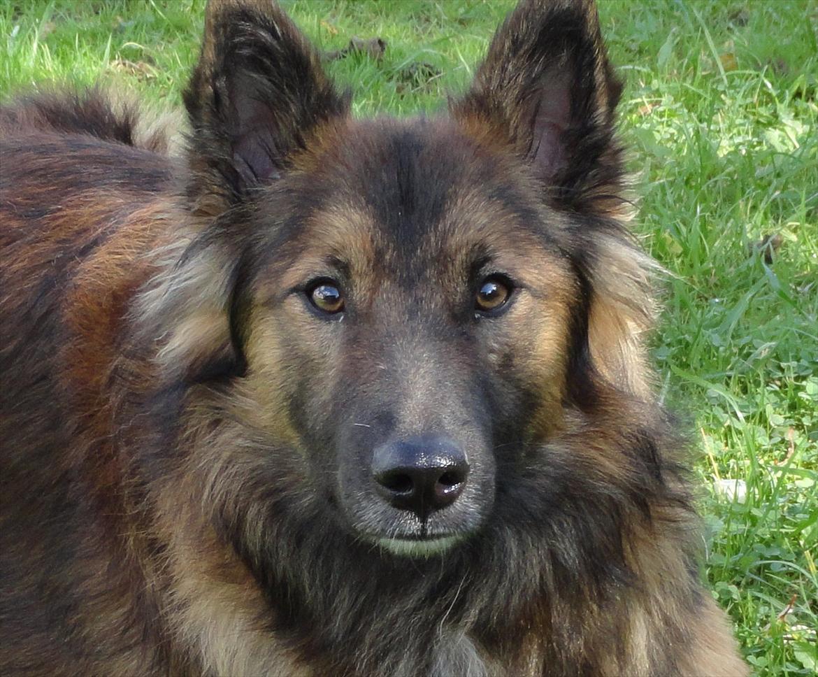 Blanding af racer Tjalfe billede 6