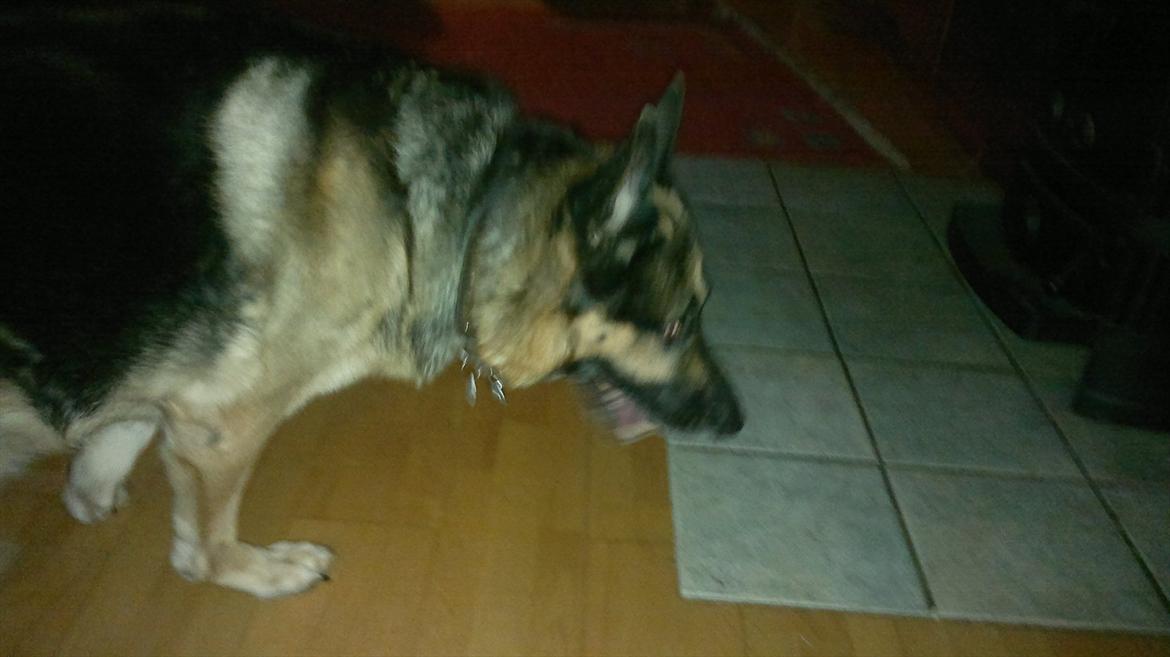 Schæferhund King (Bedste`s Hund) billede 2