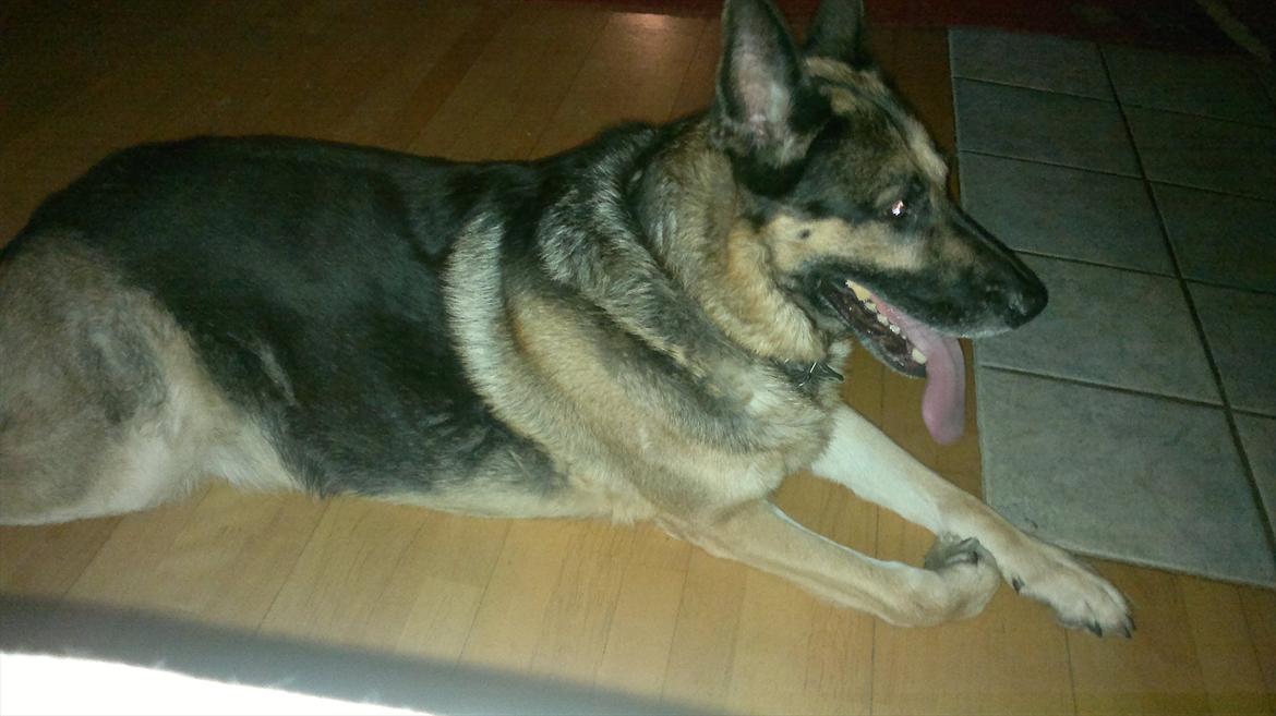 Schæferhund King (Bedste`s Hund) billede 3