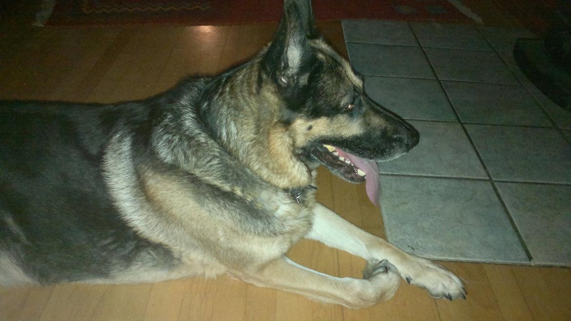 Schæferhund King (Bedste`s Hund) billede 4