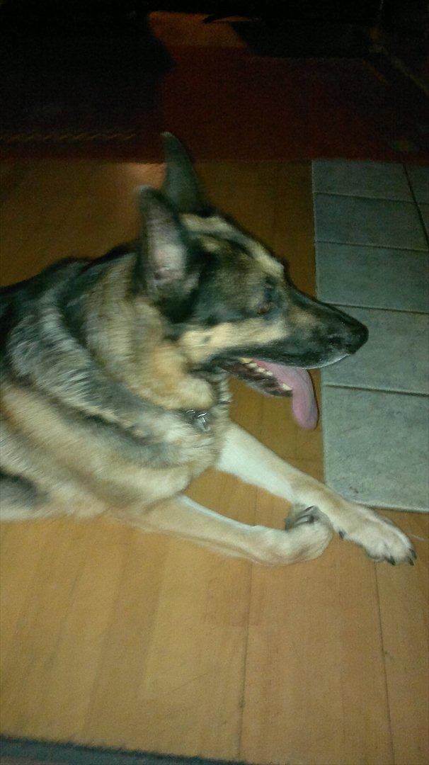 Schæferhund King (Bedste`s Hund) billede 5