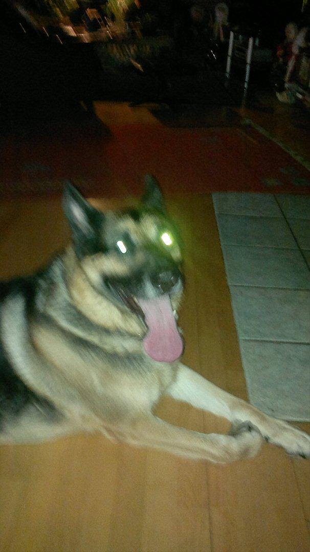 Schæferhund King (Bedste`s Hund) billede 6