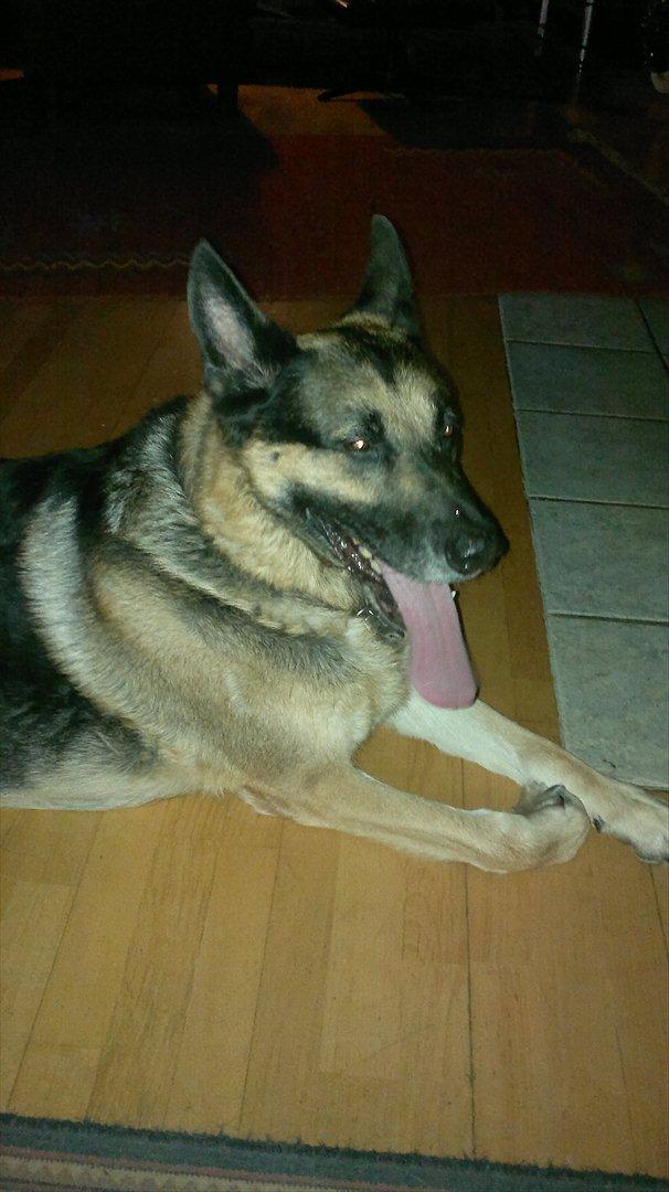 Schæferhund King (Bedste`s Hund) billede 7