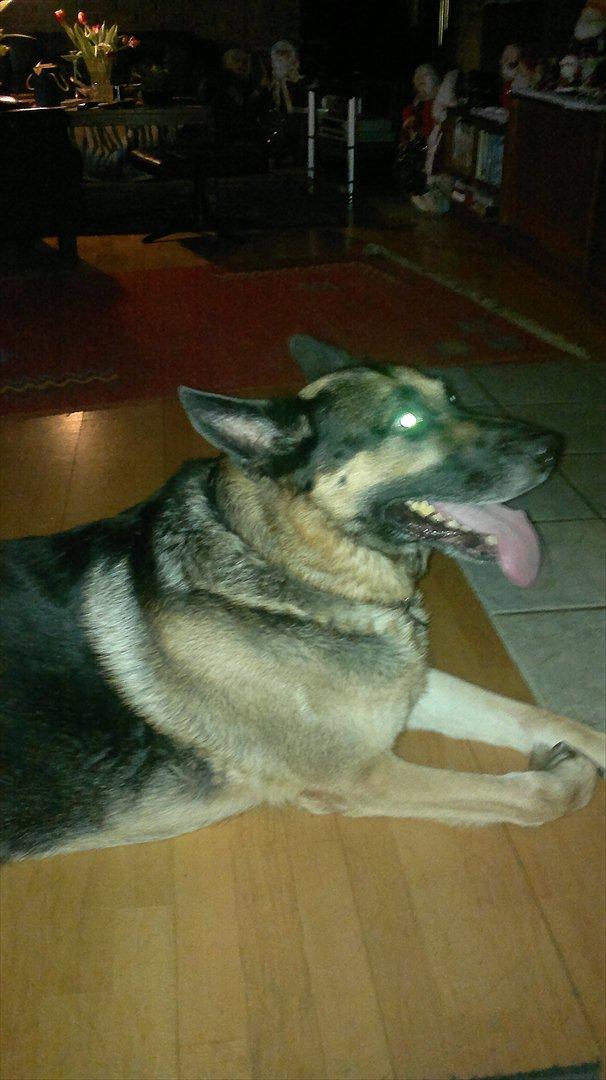 Schæferhund King (Bedste`s Hund) billede 8