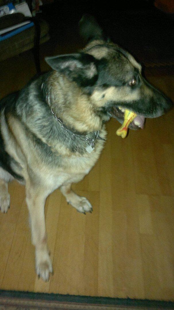 Schæferhund King (Bedste`s Hund) billede 9