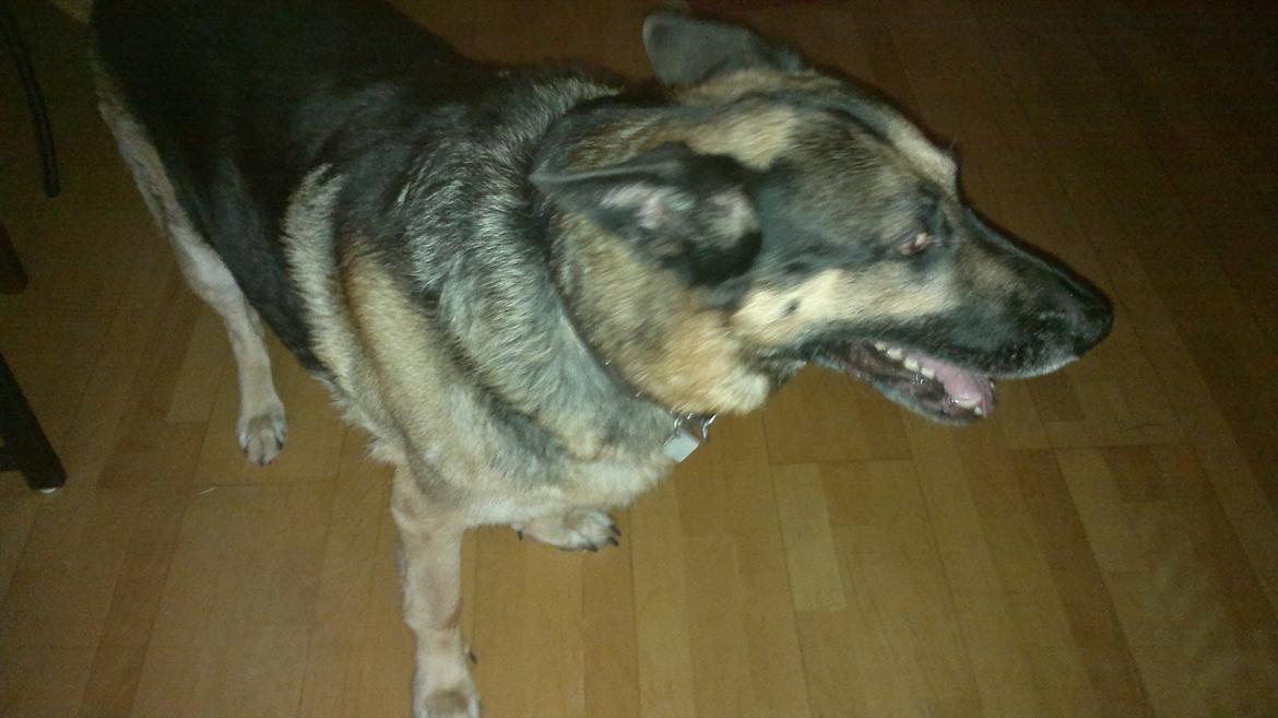 Schæferhund King (Bedste`s Hund) billede 10