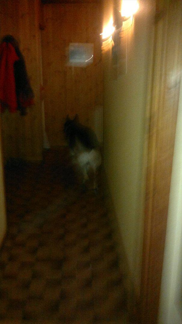 Schæferhund King (Bedste`s Hund) billede 11