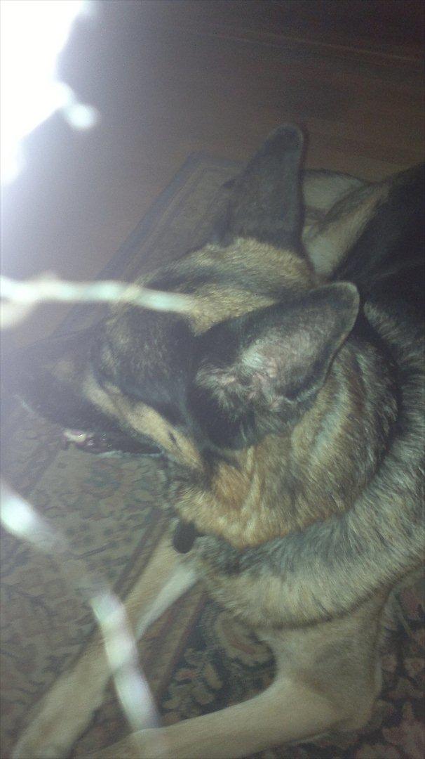 Schæferhund King (Bedste`s Hund) billede 12