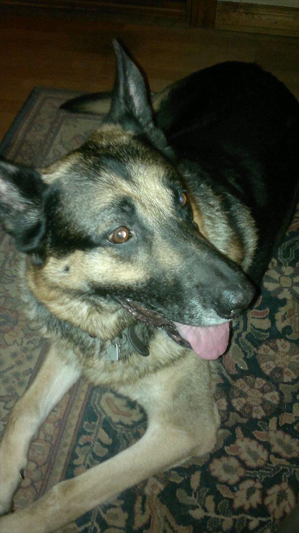 Schæferhund King (Bedste`s Hund) billede 13