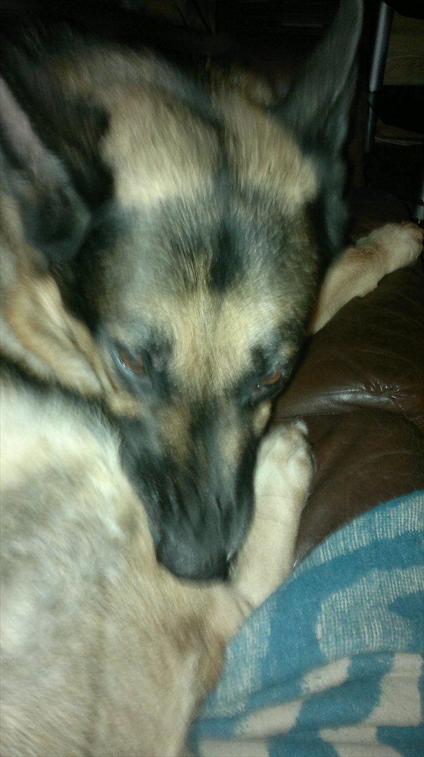 Schæferhund King (Bedste`s Hund) billede 14