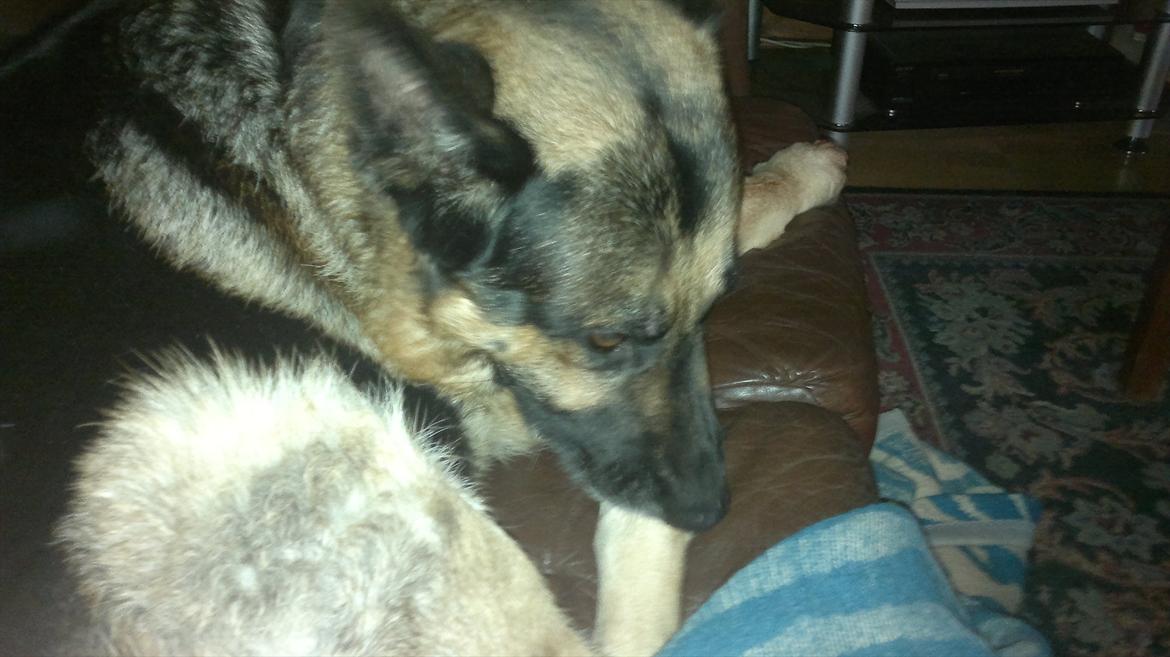 Schæferhund King (Bedste`s Hund) billede 15