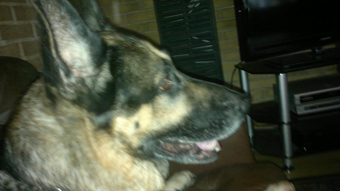 Schæferhund King (Bedste`s Hund) billede 16