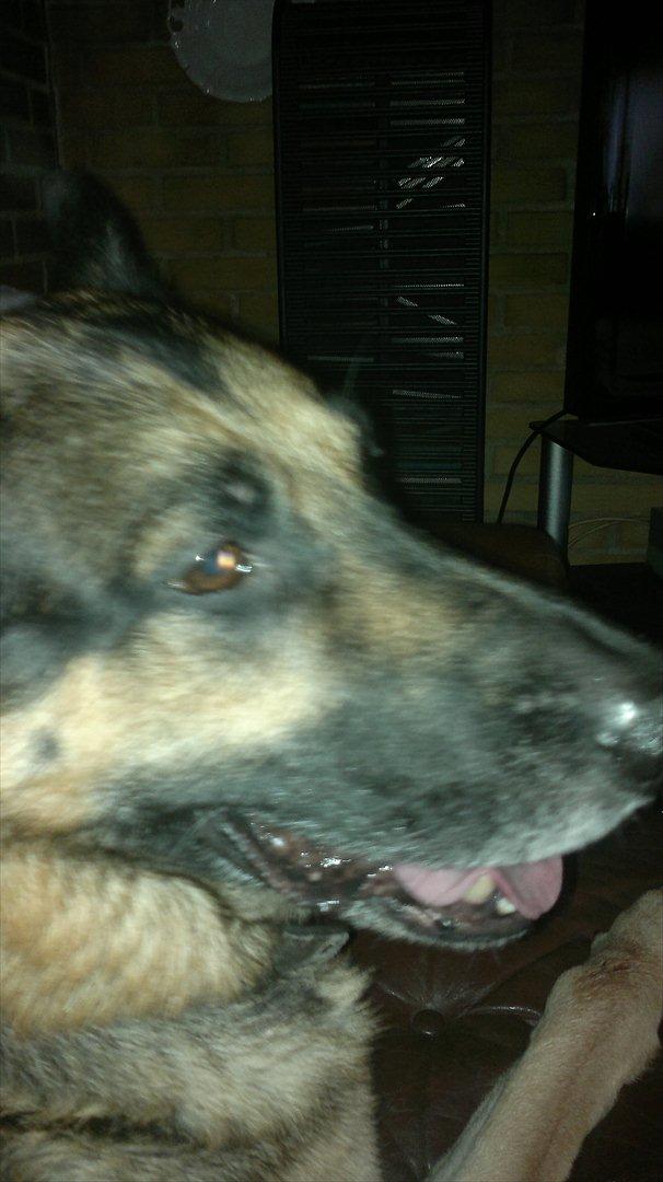 Schæferhund King (Bedste`s Hund) billede 17