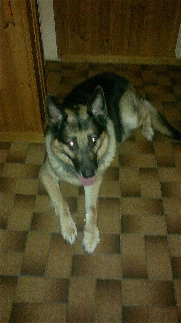 Schæferhund King (Bedste`s Hund) billede 18