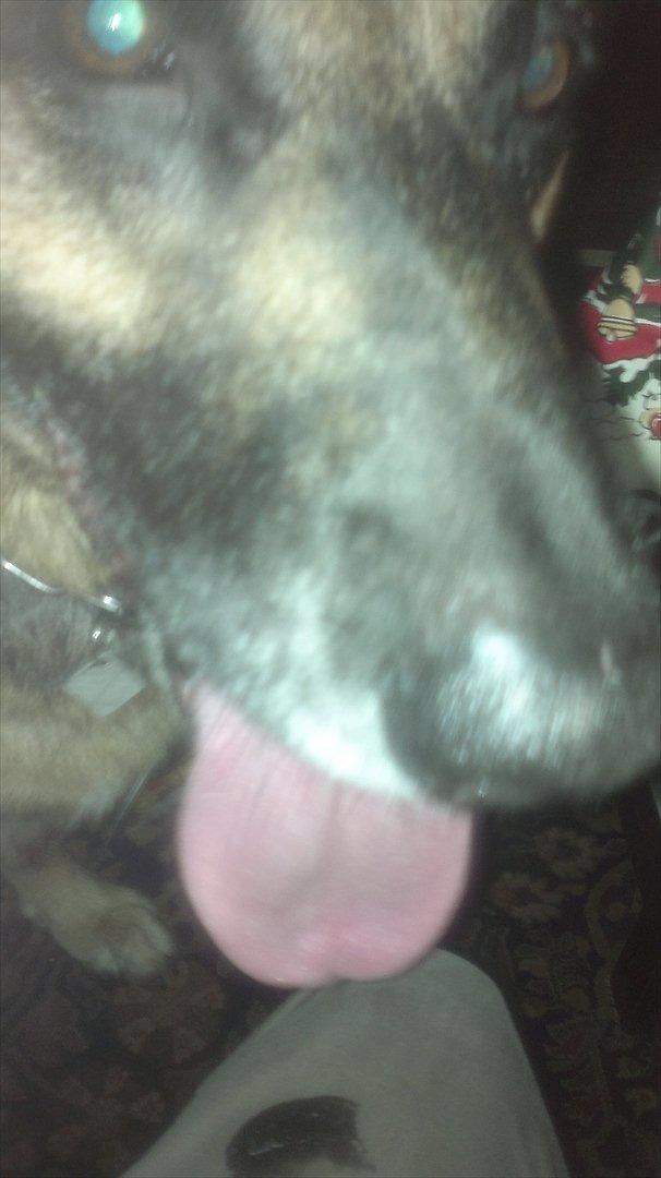 Schæferhund King (Bedste`s Hund) billede 19