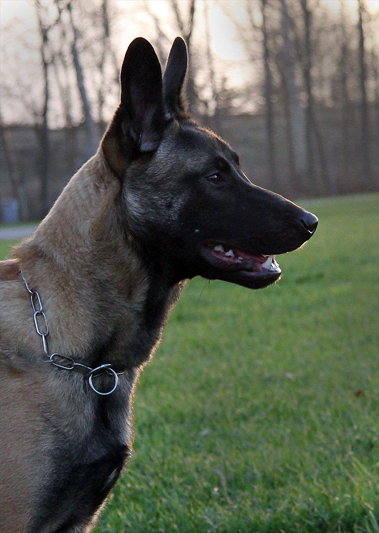 Malinois Malthe (Søholm's Funny Boy) - 30.12.2011 billede 4