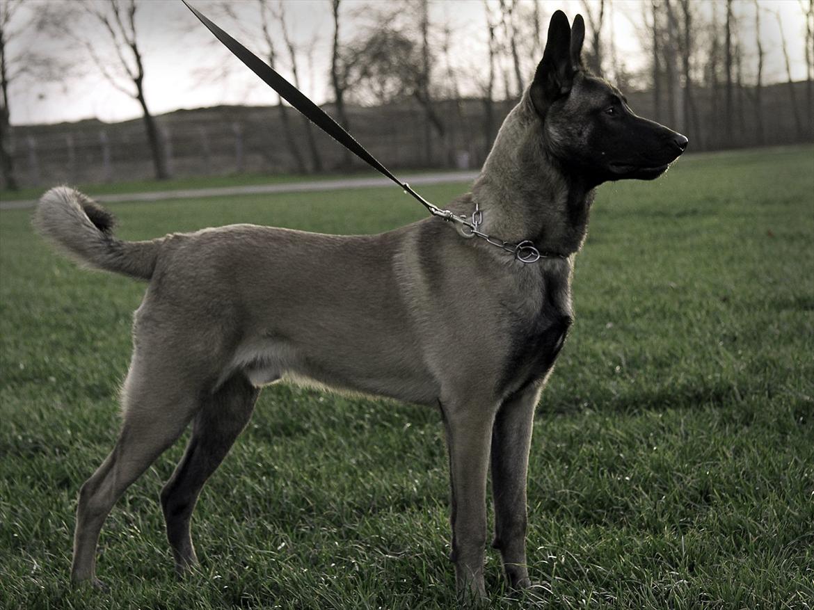 Malinois Malthe (Søholm's Funny Boy) - 30.12.2011 billede 3