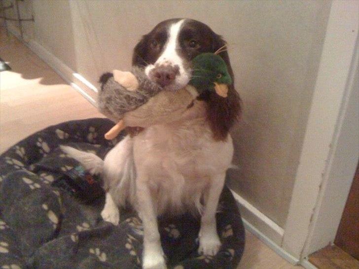 Engelsk springer spaniel Molly billede 1