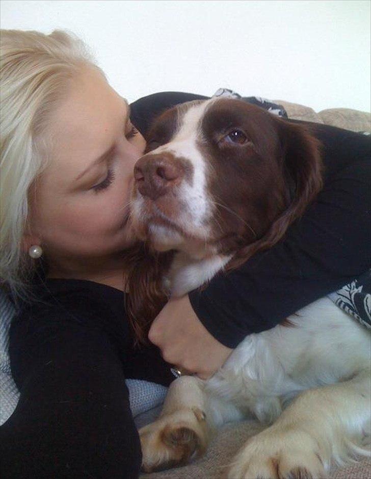 Engelsk springer spaniel Molly billede 2