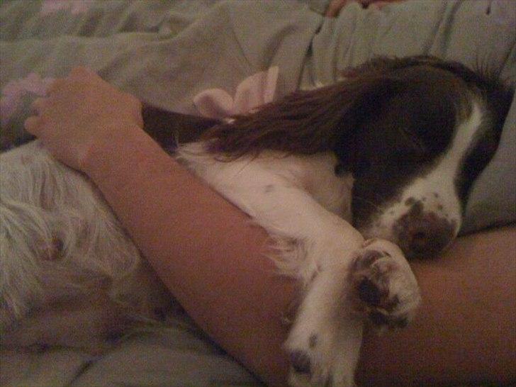 Engelsk springer spaniel Molly billede 3