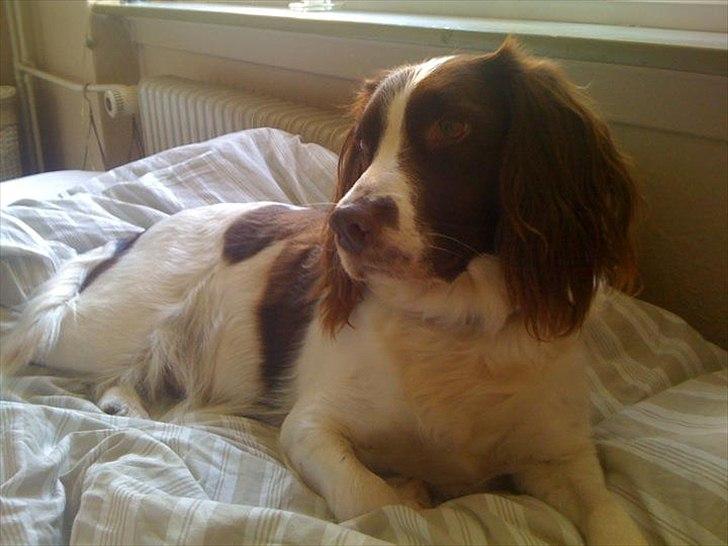 Engelsk springer spaniel Molly billede 6