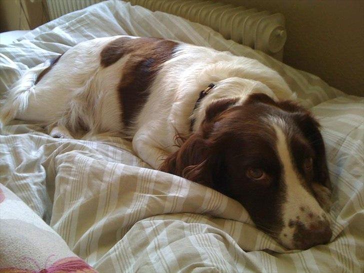 Engelsk springer spaniel Molly billede 7