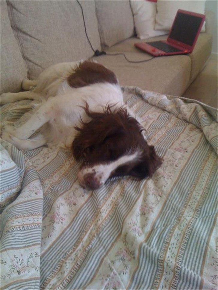 Engelsk springer spaniel Molly billede 8