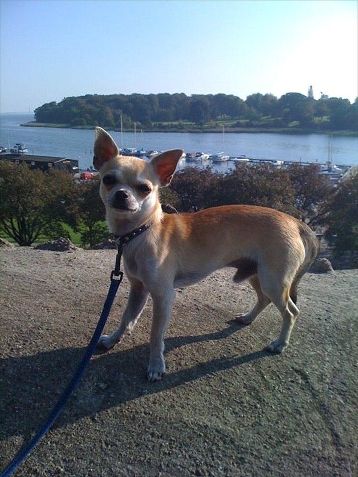 Chihuahua Futte billede 2