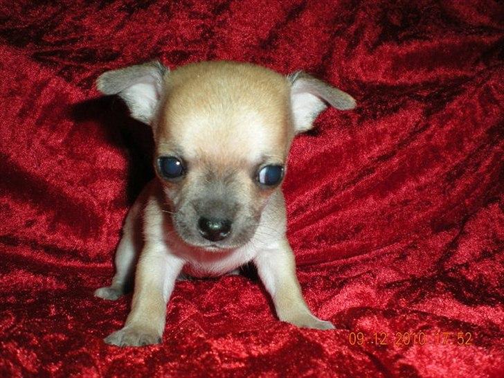 Chihuahua Futte billede 3