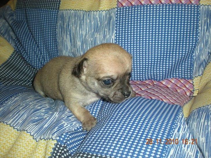 Chihuahua Futte billede 4