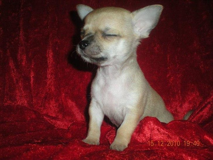Chihuahua Futte billede 5