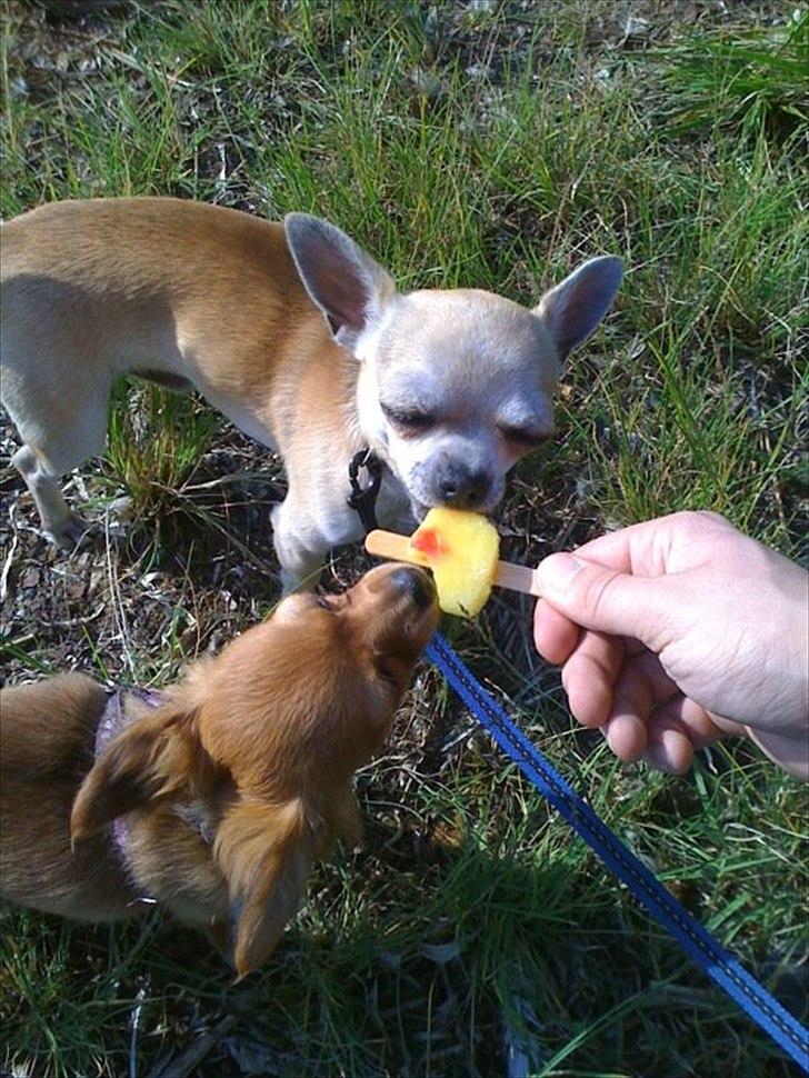 Chihuahua Futte billede 6