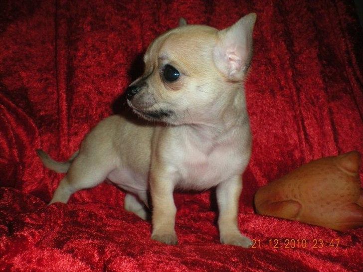 Chihuahua Futte billede 7