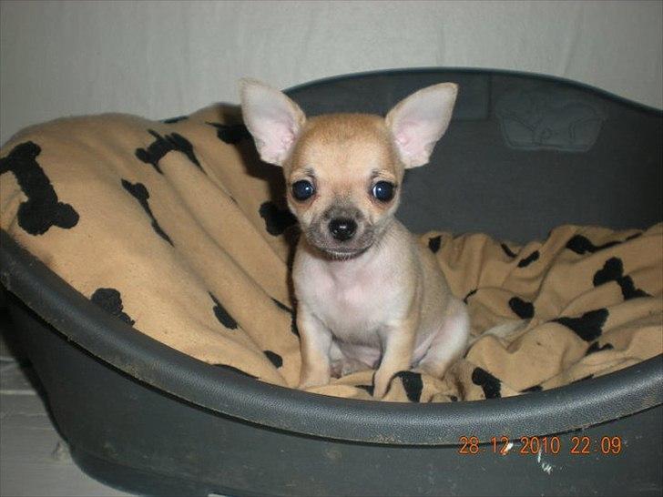 Chihuahua Futte billede 8