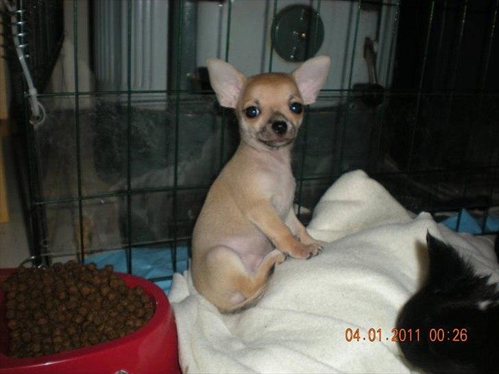 Chihuahua Futte billede 9