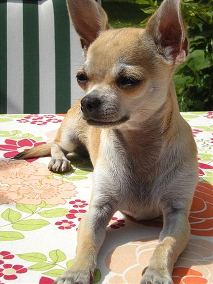 Chihuahua Futte billede 10