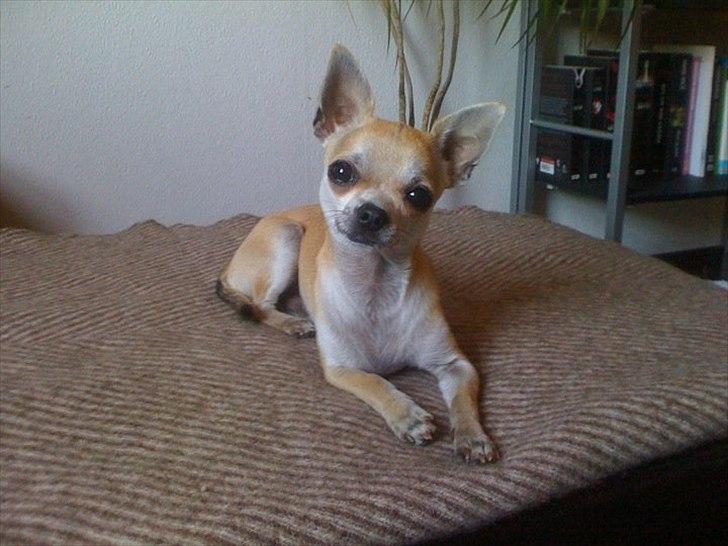 Chihuahua Futte billede 1