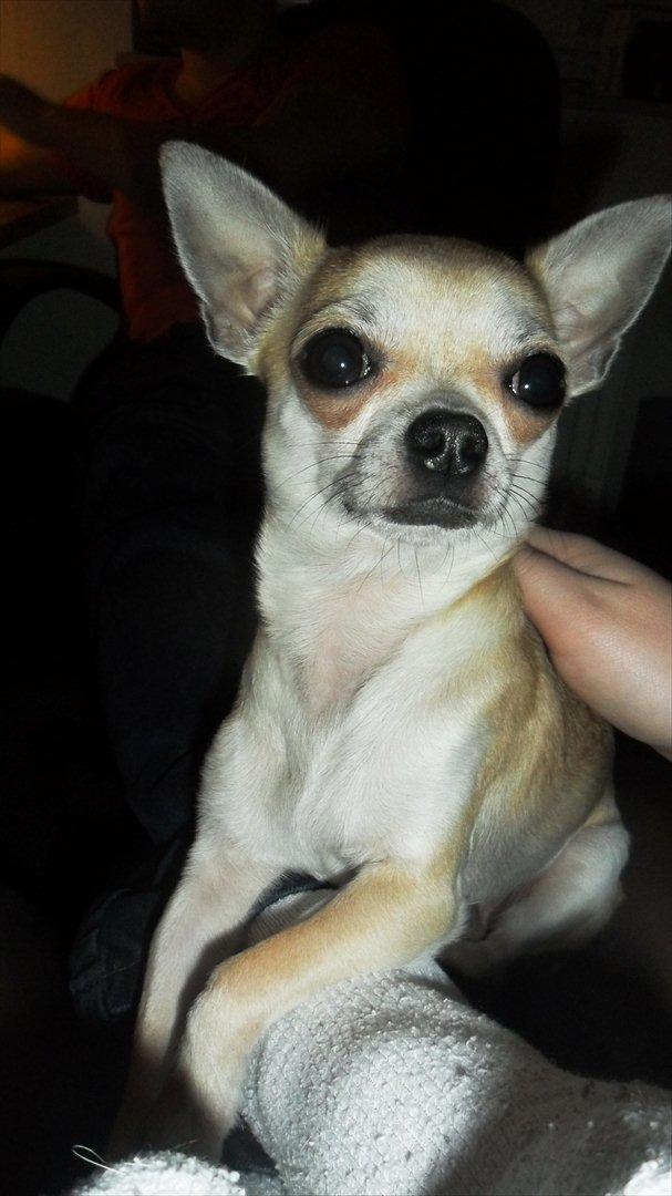 Chihuahua Futte billede 11