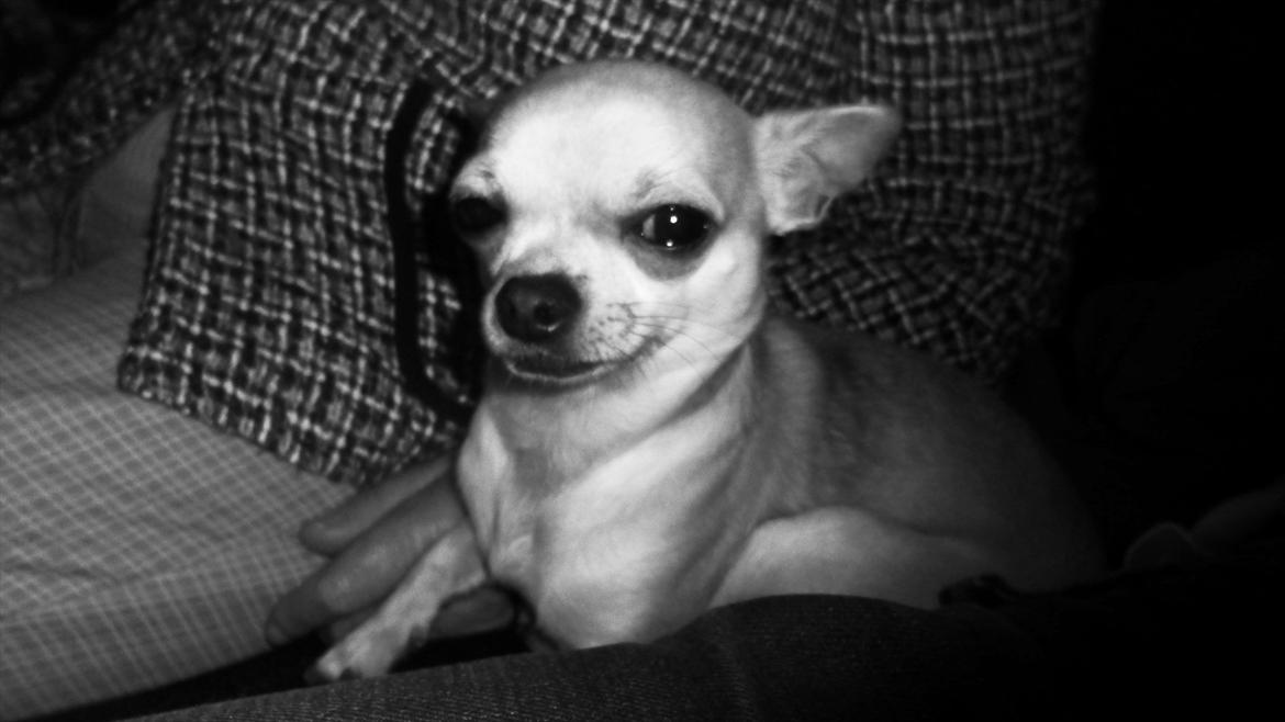 Chihuahua Futte billede 12