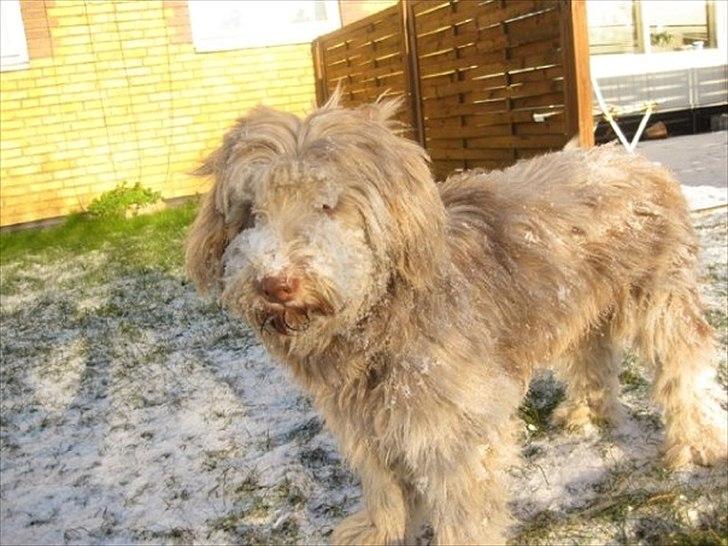 Schapendoes Balu De Olde Griese billede 18