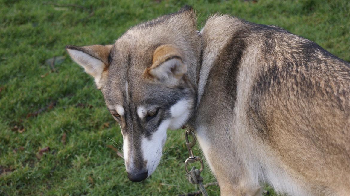 Tamaskan Dog Sølve - Bridge of Sighs - 14 måneder gammel

- hun er ikke blevet mindre ulvet at se på! billede 2