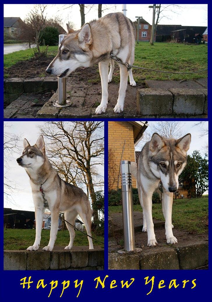 Tamaskan Dog Sølve - Bridge of Sighs - 14 måneder gammel

- Sølve siger godt nytår :) billede 3