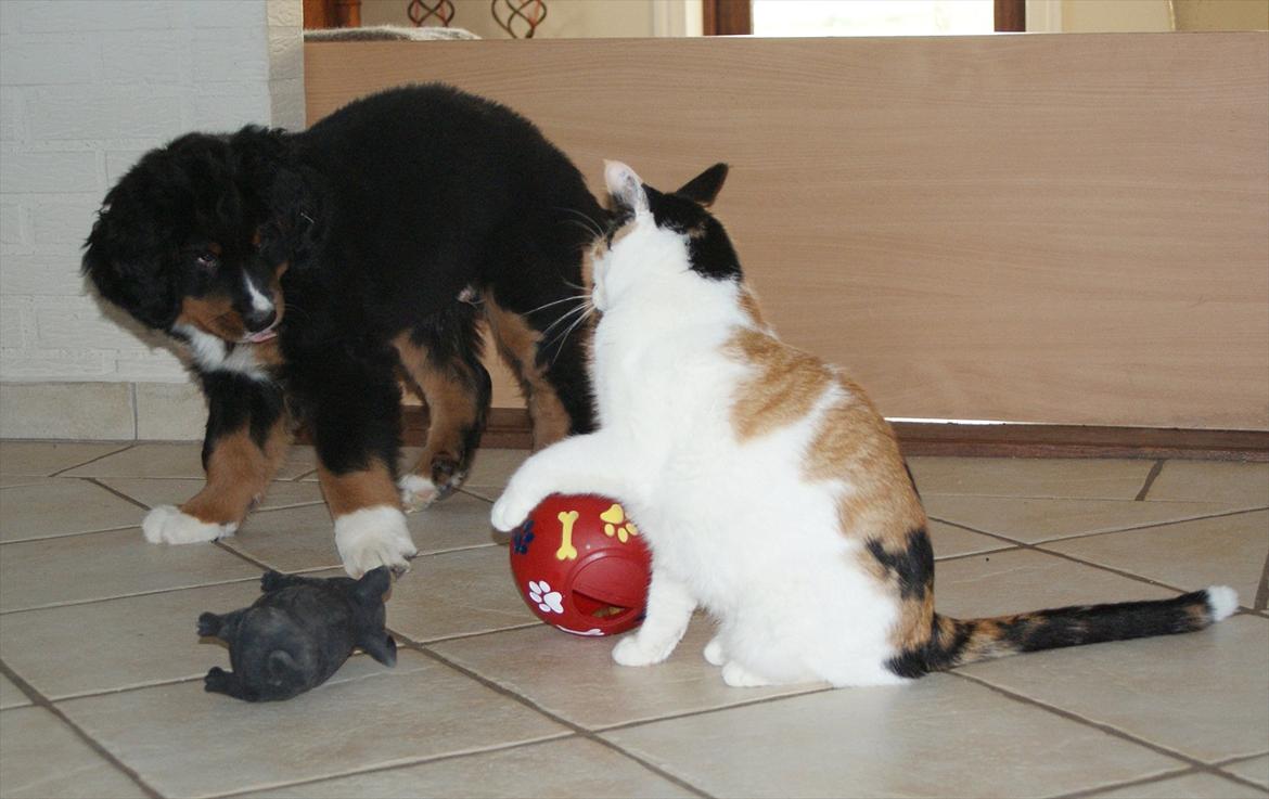Berner sennenhund Bernerflokken Basil - Astrid og Basil leger sammen. :-) billede 7
