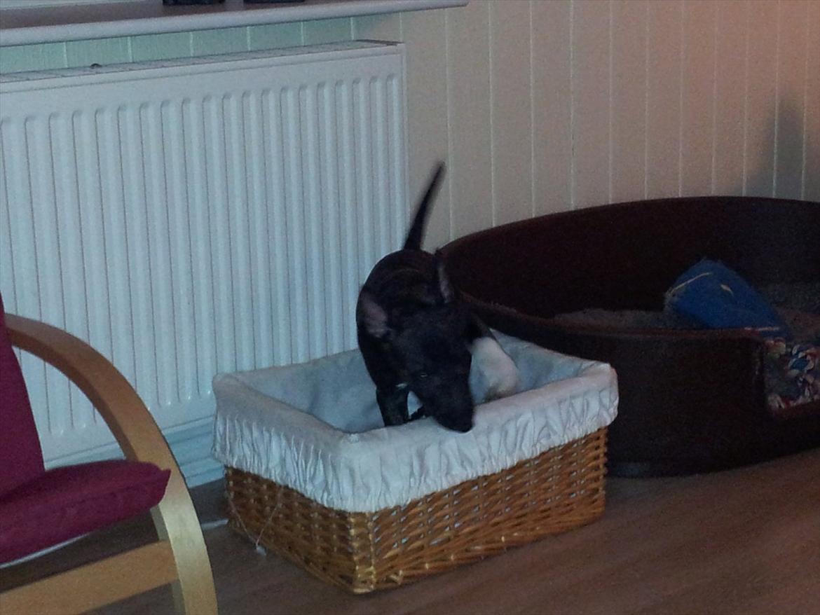 Bullterrier miniature Snoopy billede 12