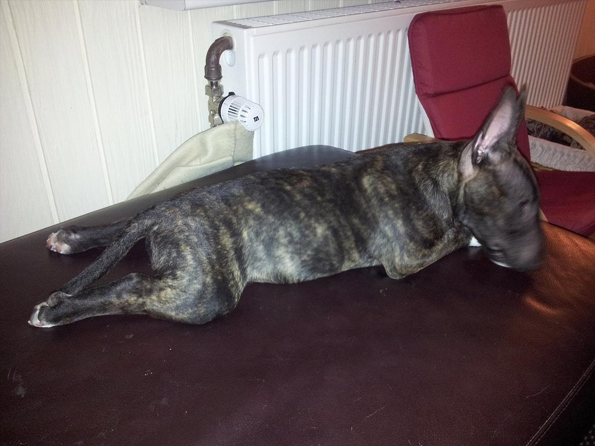 Bullterrier miniature Snoopy billede 13
