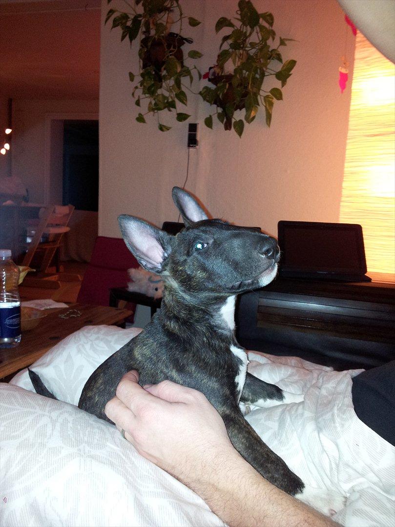 Bullterrier miniature Snoopy billede 14