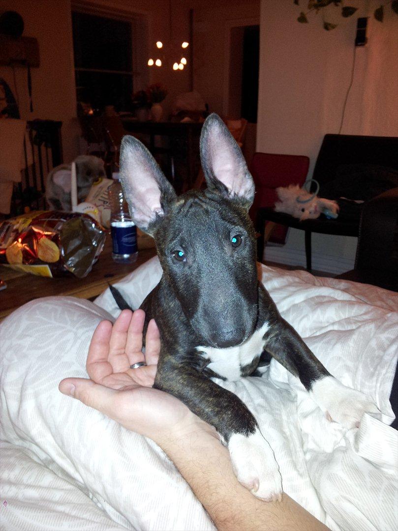 Bullterrier miniature Snoopy billede 15