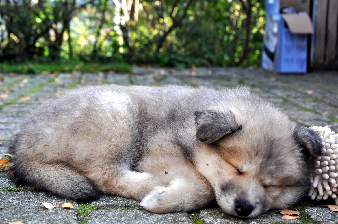 Blanding af racer Gaia - Gaia som lillebitte baby :) ligger og sover på sin pindsvinebamse :) billede 2